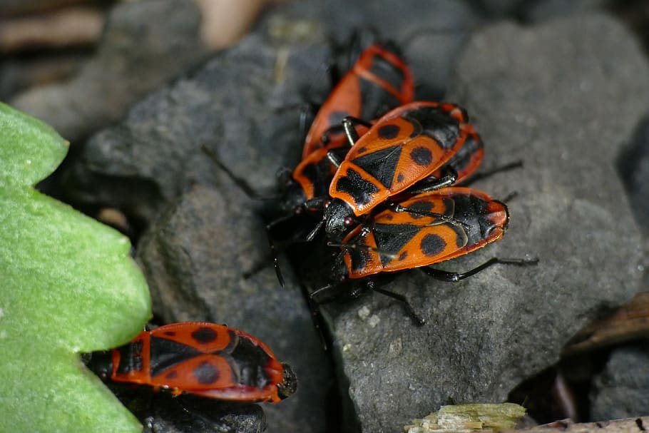 macro, nasty fire bug, pyrrhocoris apterus, insect, close up, HD wallpaper