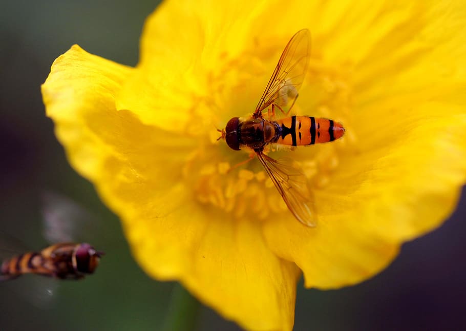 hoverfly, blossom, bloom, macro, garden, flowers, plant, nature HD wallpaper