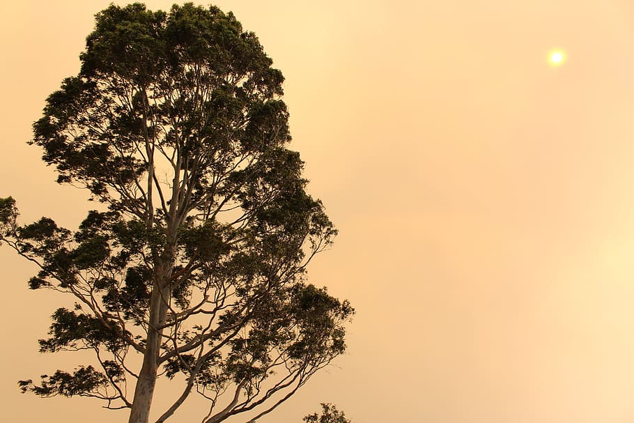 Trees, Orange, Sky, Evening, Dusk, branches, leaves, greenery HD wallpaper