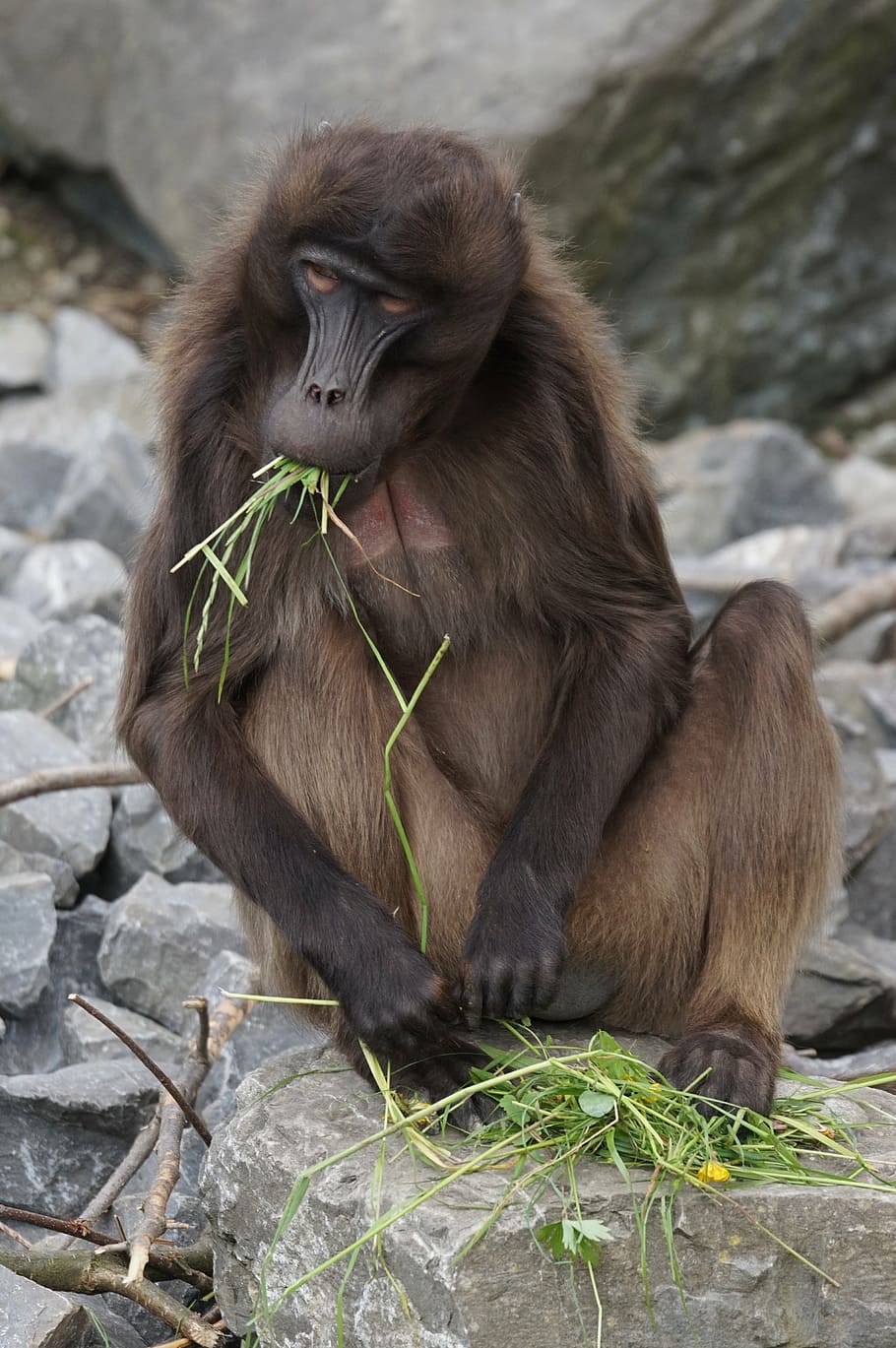 dschelada, monkey, males, primate, social, food, eat, attention HD wallpaper