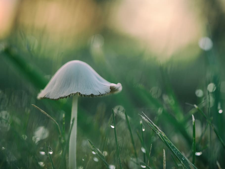 shallow focus photography of mushroom, grass, dew, bokeh, green HD wallpaper
