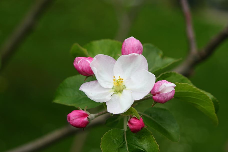 apfelblüte, tree, bloom, garden, nature, spring, close, flower HD wallpaper