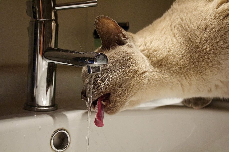 cat, water, faucet, animal, animal themes, mammal, feline, one animal, HD wallpaper