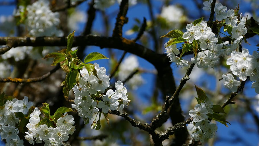 nature, tree, apple, blossom, bloom, plant, flower, flowering plant HD wallpaper