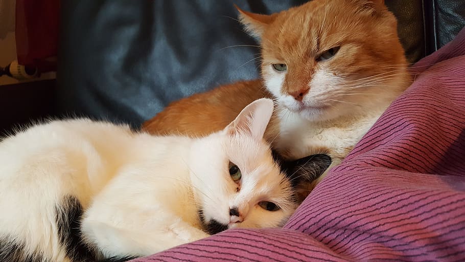 cats, rudy, white, domestic, pets, domestic animals, mammal HD wallpaper