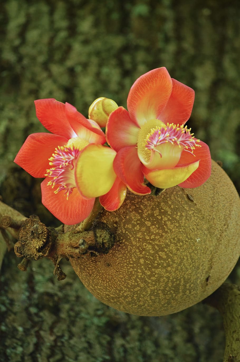 flower, bloom, fruit, tree, garden, natural, springtime, blooming HD wallpaper