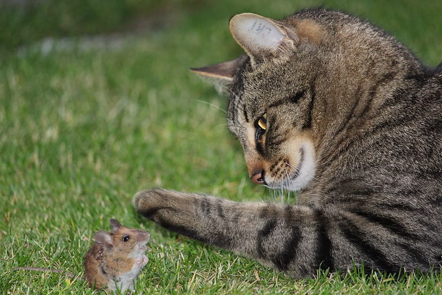Mouse, Hunting, Domestic Cat, catch, prey, nager, animal, one animal HD wallpaper