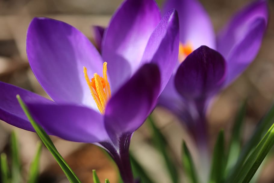spring, crocus, flower, nature, macro, flowering plant, purple HD wallpaper