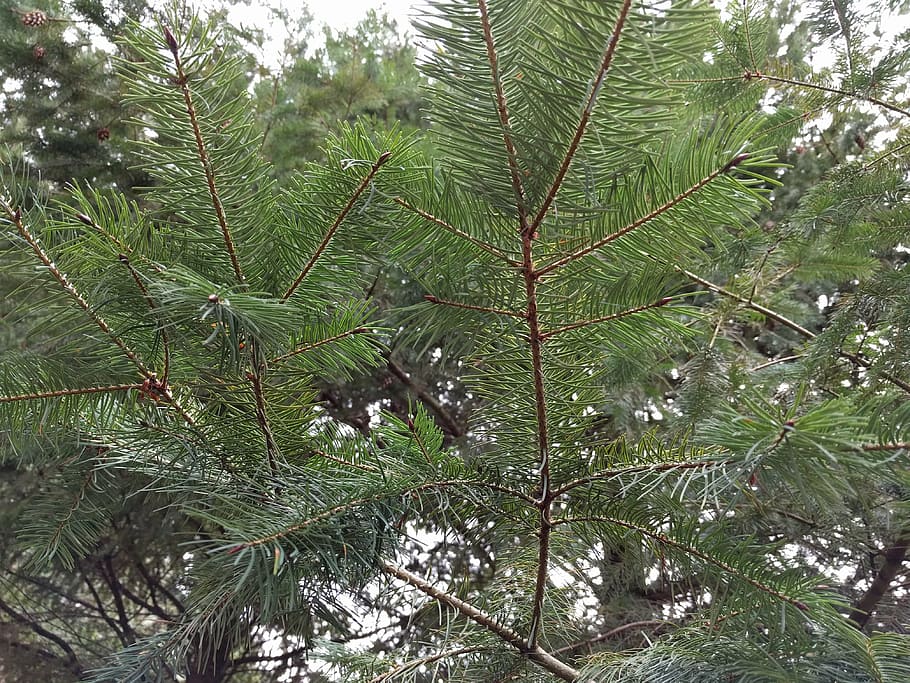 pine, tree, pine tree, nature, green, forest, wood, branch HD wallpaper
