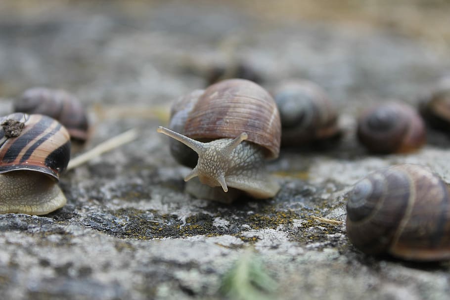 Snail, Weird, Shell, Nature, Strange, animal themes, animals in the wild HD wallpaper
