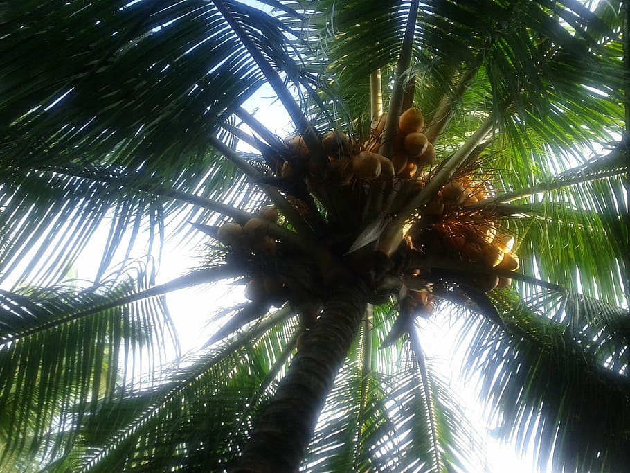 coconut tree, coconuts, palm tree, sweet, nature, green, sri lanka HD wallpaper