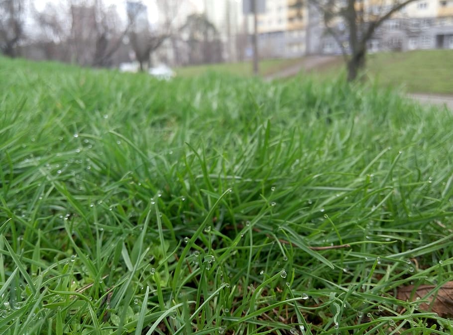 tara, macro, green, grass, plant, green color, field, nature HD wallpaper