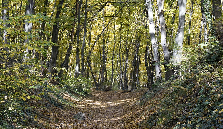 autumn, path, been way, forest, nature, road, beautiful, wood HD wallpaper