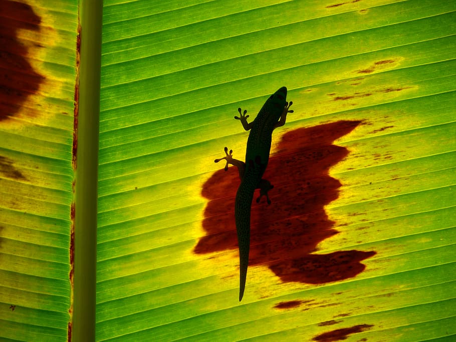 black lizard on banana leaf, lizard on green and brown leaf, grain HD wallpaper