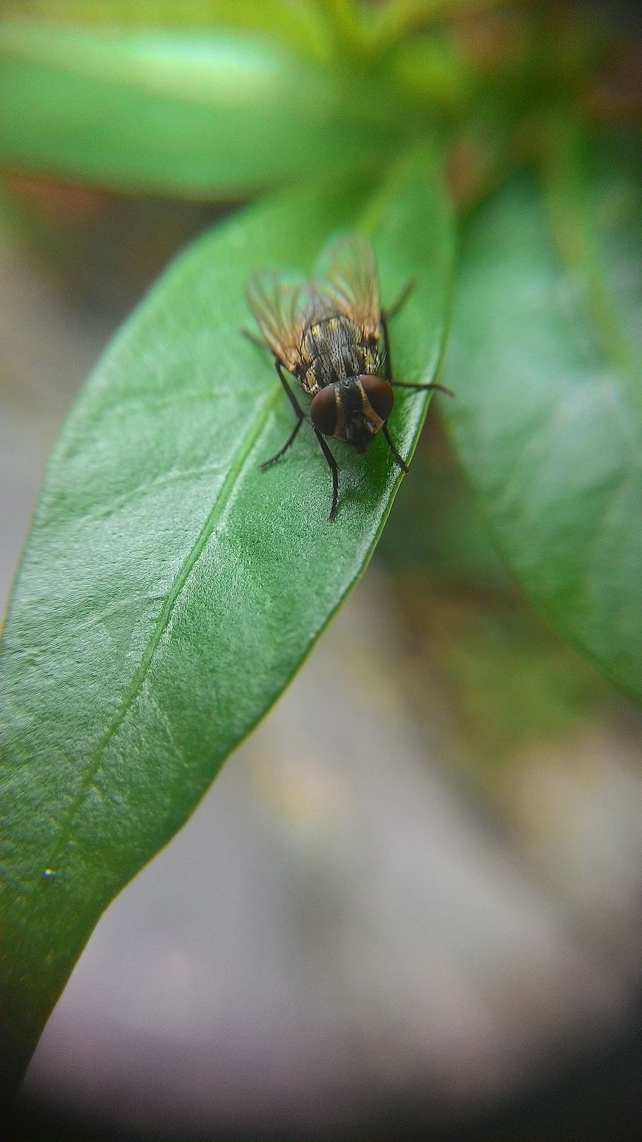 flies, leaf, nature, insect, animal, close-up, macro, pest HD wallpaper