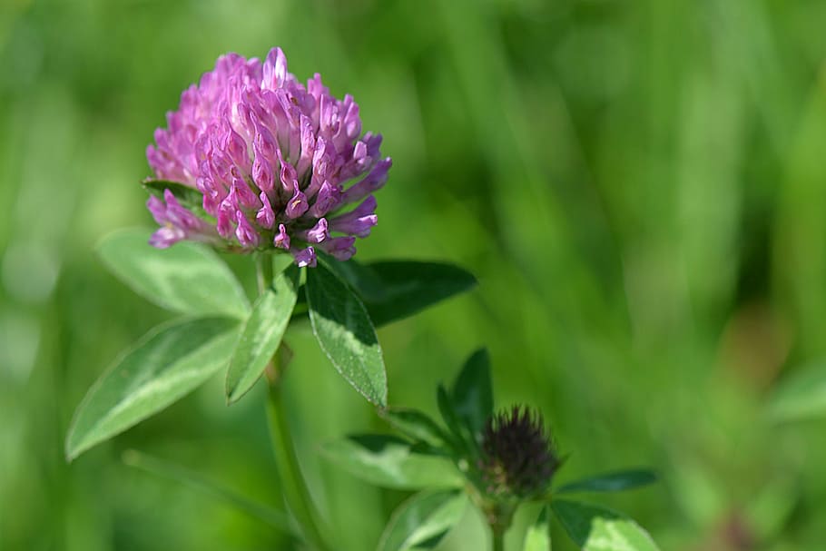 selective focus photography of purple clover flower, blossom HD wallpaper