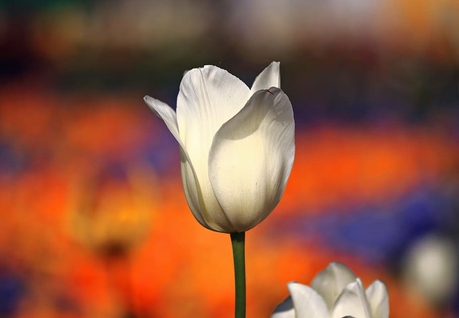 white tulip flower in closeup photography, spring, flowers HD wallpaper
