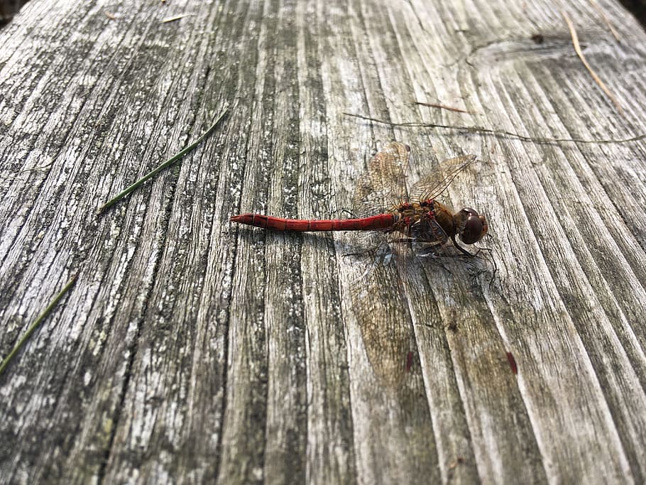 dragonfly, insect, close, macro, nature, red dragonfly, creature HD wallpaper