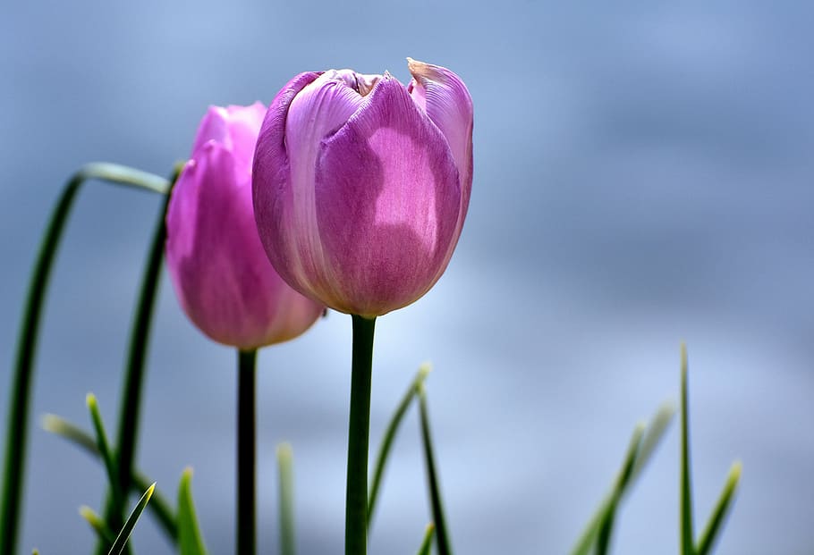 shallow focus photography of pink tulips, flowers, spring, plant HD wallpaper