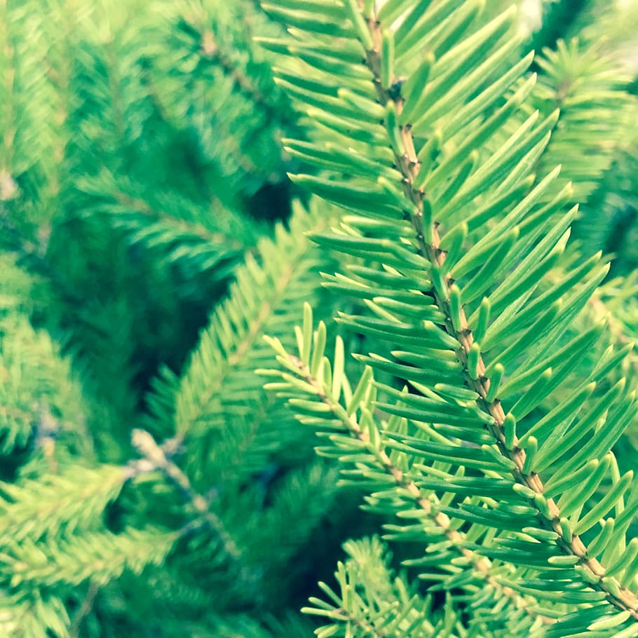 pine, tree, branch, branches, close up, needles, green color HD wallpaper