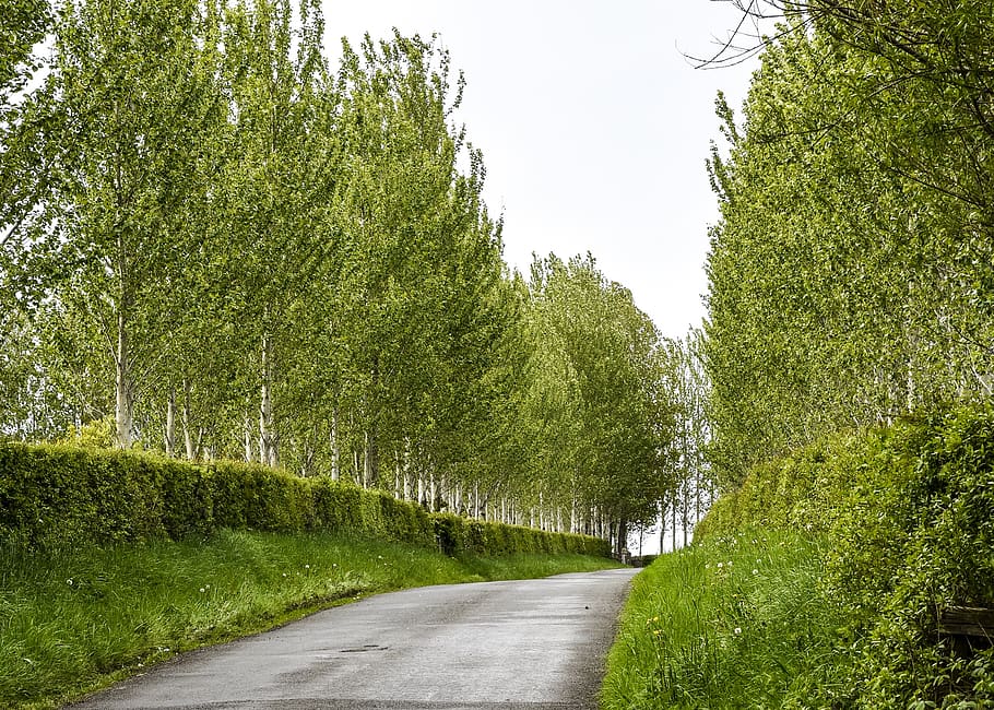 trees, forest, nature, path, light, woods, scenic, leaves, green HD wallpaper