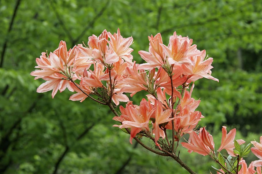 flower, orange, spring, nature, pink Color, plant, petal, leaf HD wallpaper