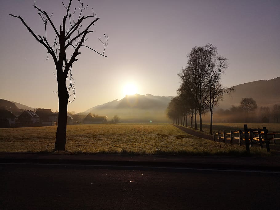 landscape, nature, fields, fog, tree, sunset, dawn, evening HD wallpaper