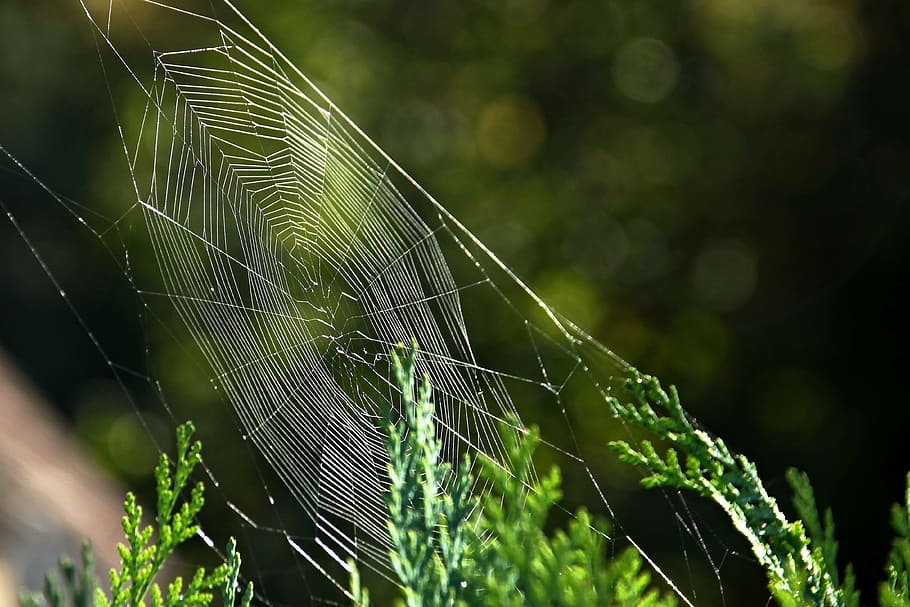 Cobweb, Nature, Close, Dew, Spider, Webs, spider webs, drop HD wallpaper