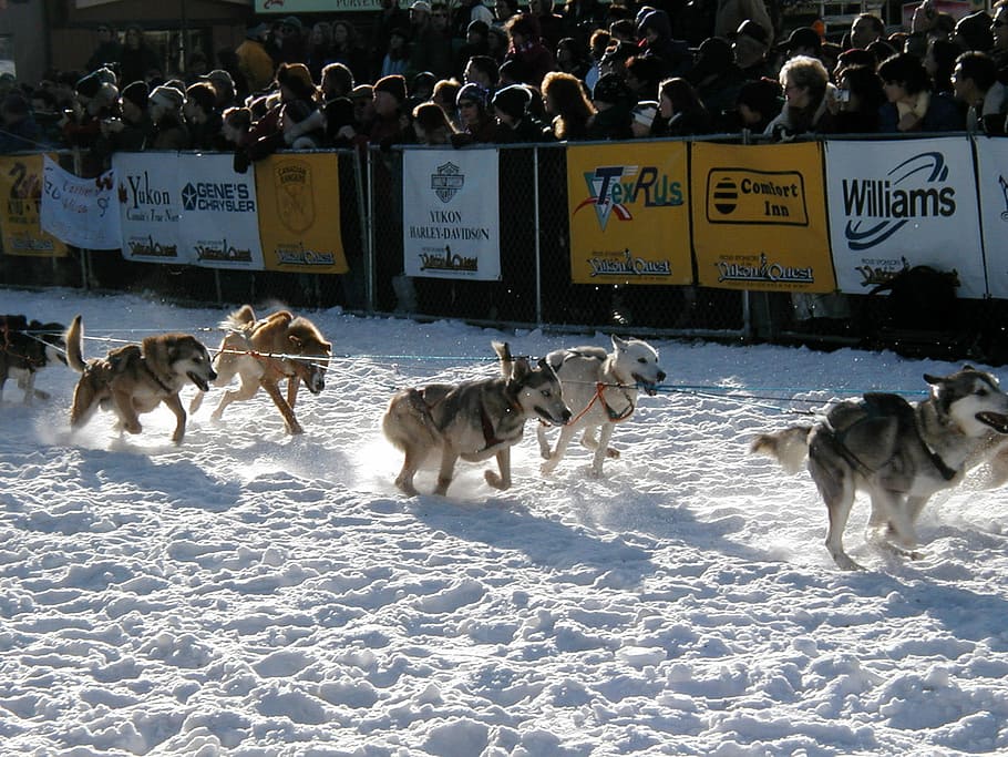 Yukon Quest Dog-Sledding Race start in Whitehorse, Yukon Territory, HD wallpaper