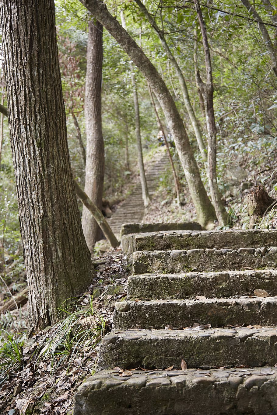 Road, Stone, Forest, Tree, steps, steps and staircases, tree trunk HD wallpaper