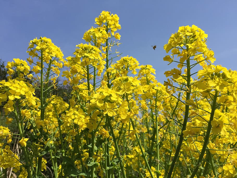 rape blossoms, spring flowers, yellow, plant, growth, flowering plant, HD wallpaper