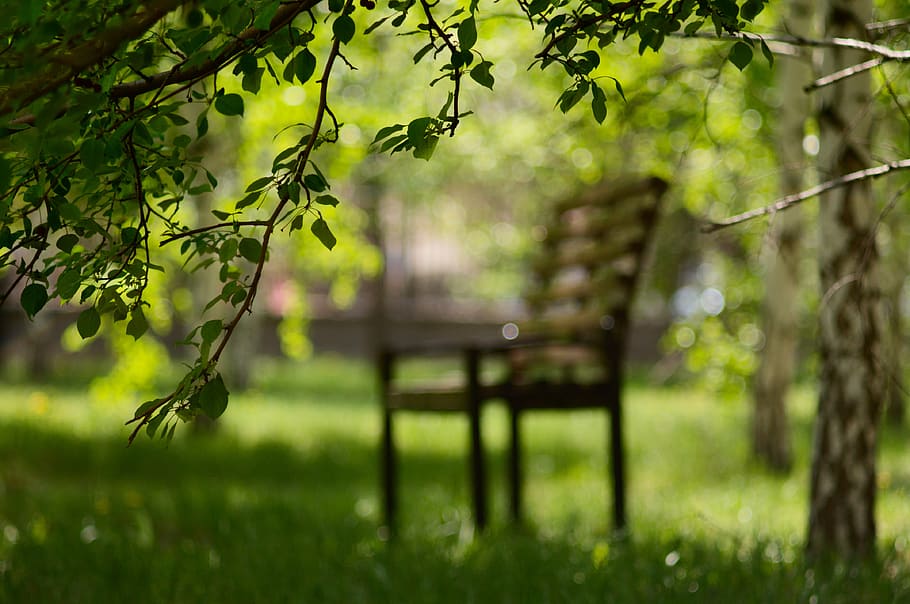 park, bench, landscape, stroll, plant, tree, seat, nature, green color HD wallpaper