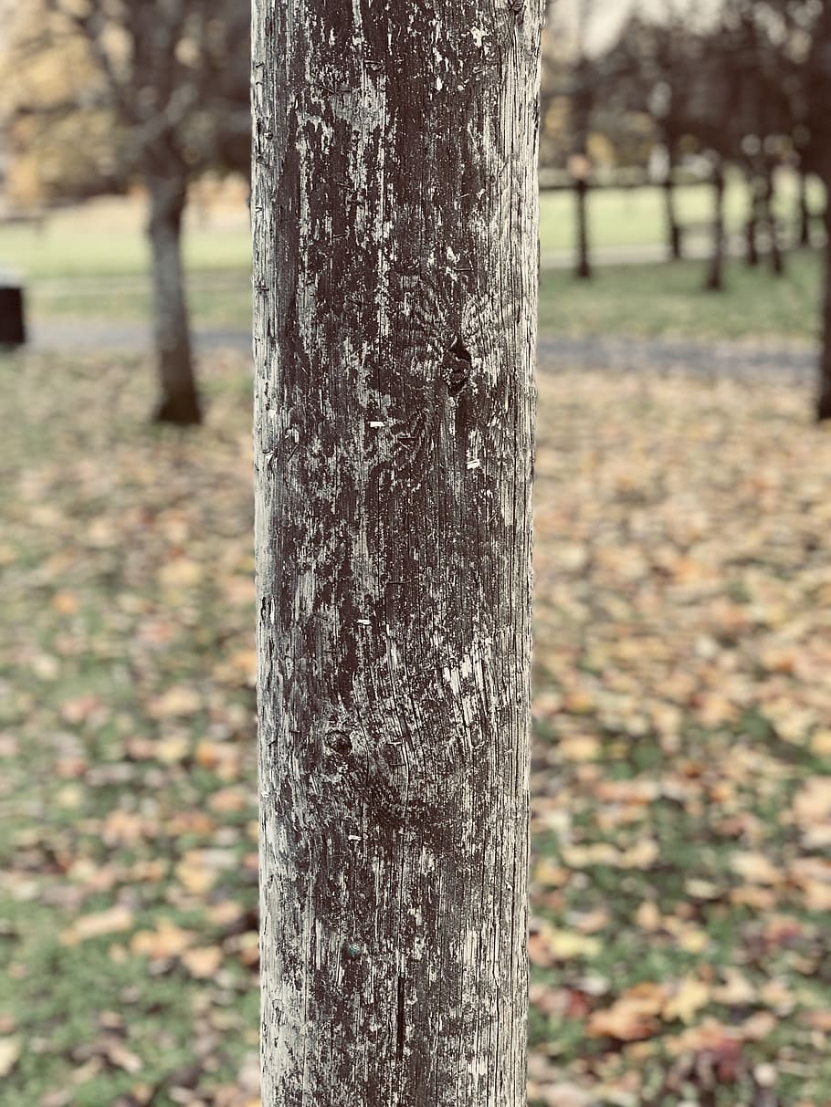 fall tree bar, nature, wood, outdoors, leaf, season, focus on foreground HD wallpaper