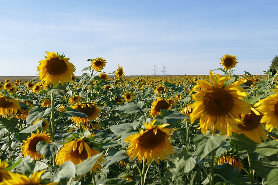 sun, sunflower, nature, flowering plant, yellow, growth, freshness HD wallpaper