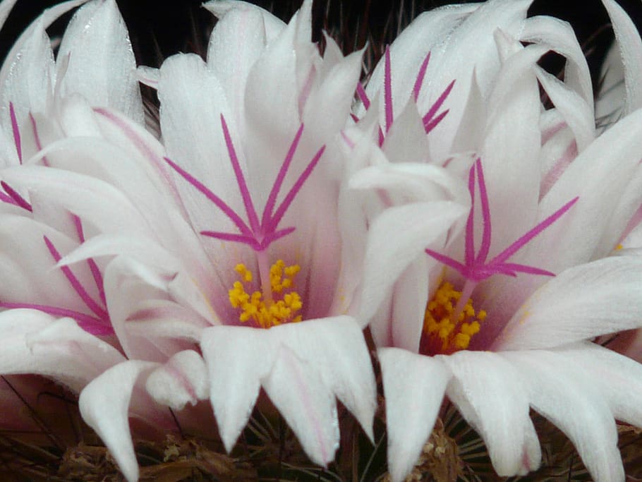 cactus, white, flowers, bloom, mammillaria albicans, cactus greenhouse, HD wallpaper