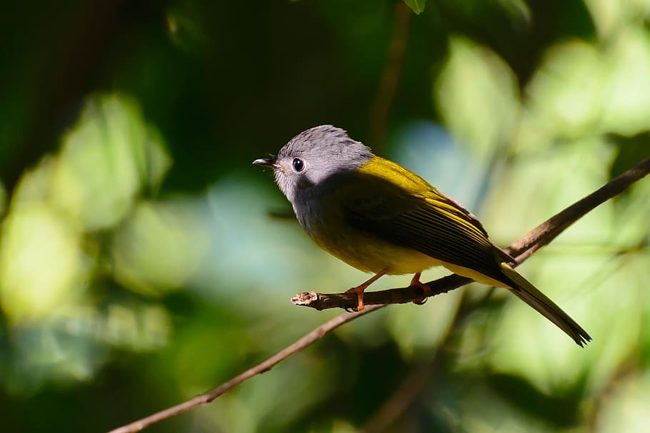 view, eyes, yellow, animal themes, bird, animal wildlife, vertebrate HD wallpaper