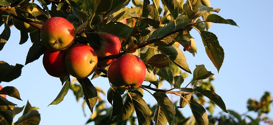 apple, natural, summer, have, fruit, food and drink, healthy eating HD wallpaper