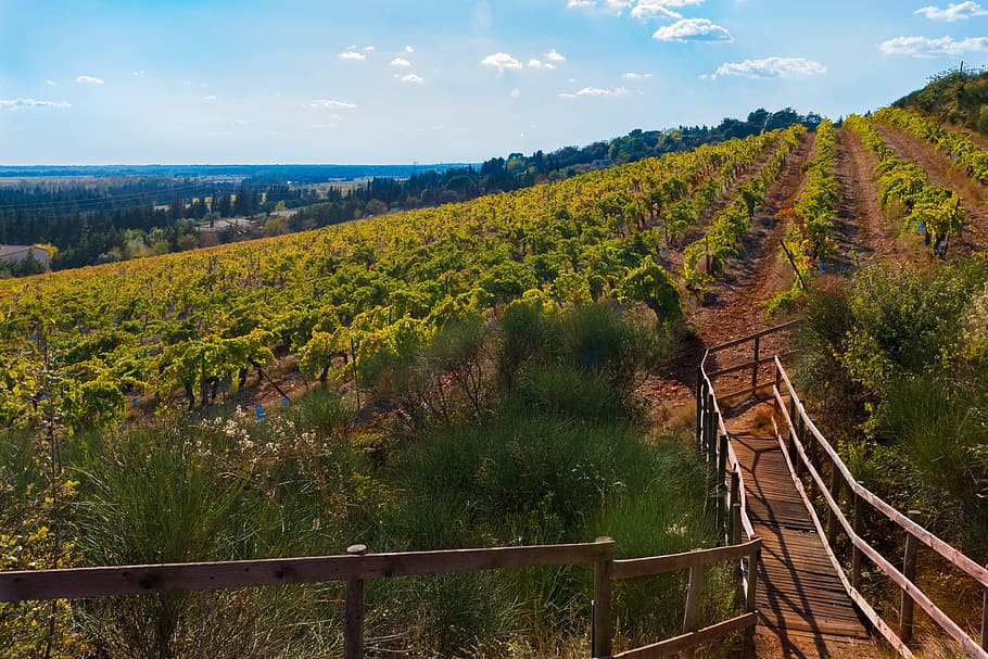 vines, fall, vineyard, color, beaucaire, red, costières de nîmes HD wallpaper