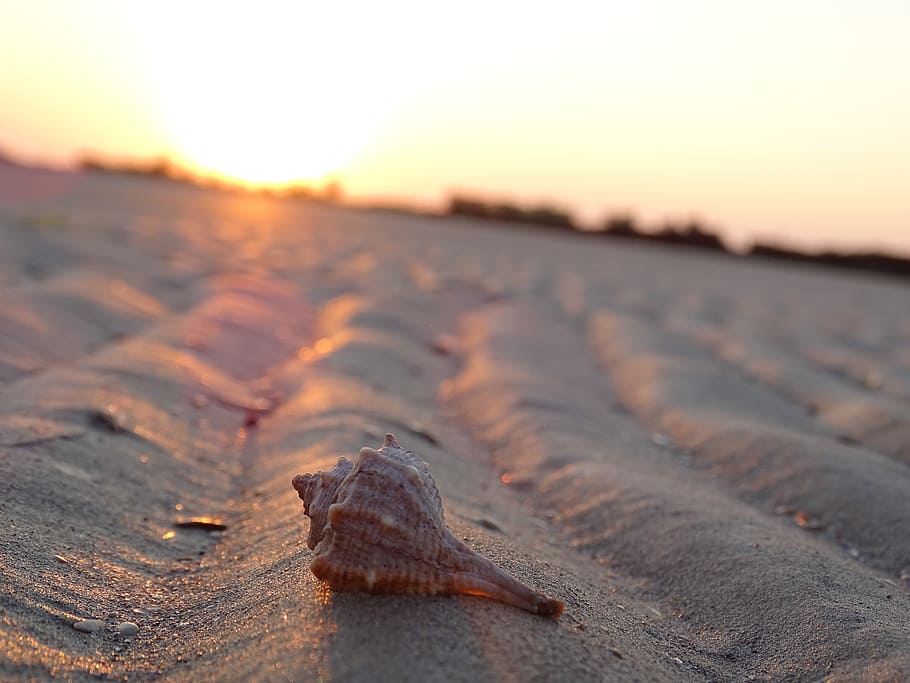 shell, sand, ebb, summer, sunrise, beach, holidays, sunset HD wallpaper