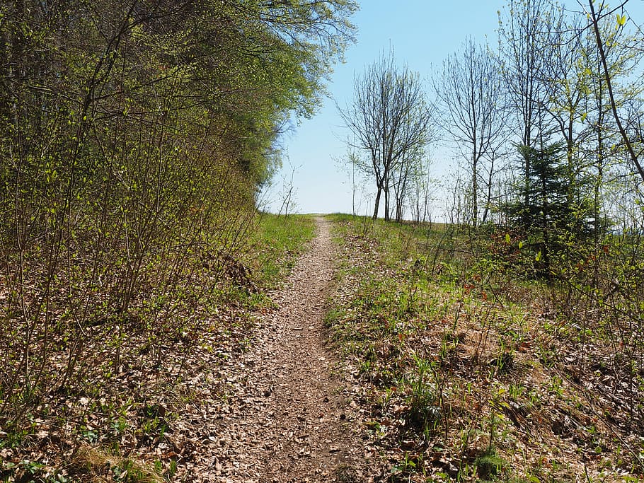 forest path, footpath, nature, trail, hiking, lauterach, baden württemberg HD wallpaper