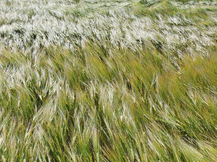 cornfield, wheat, cereals, nature, wind, green, plant, growth HD wallpaper