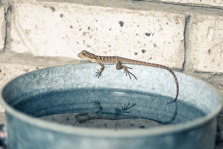water dragon, bucket, reflection, lizard, animal themes, one animal HD wallpaper