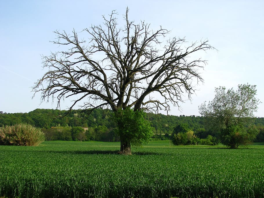 tree, campaign, plant, landscape, green, plants, italy, nature HD wallpaper