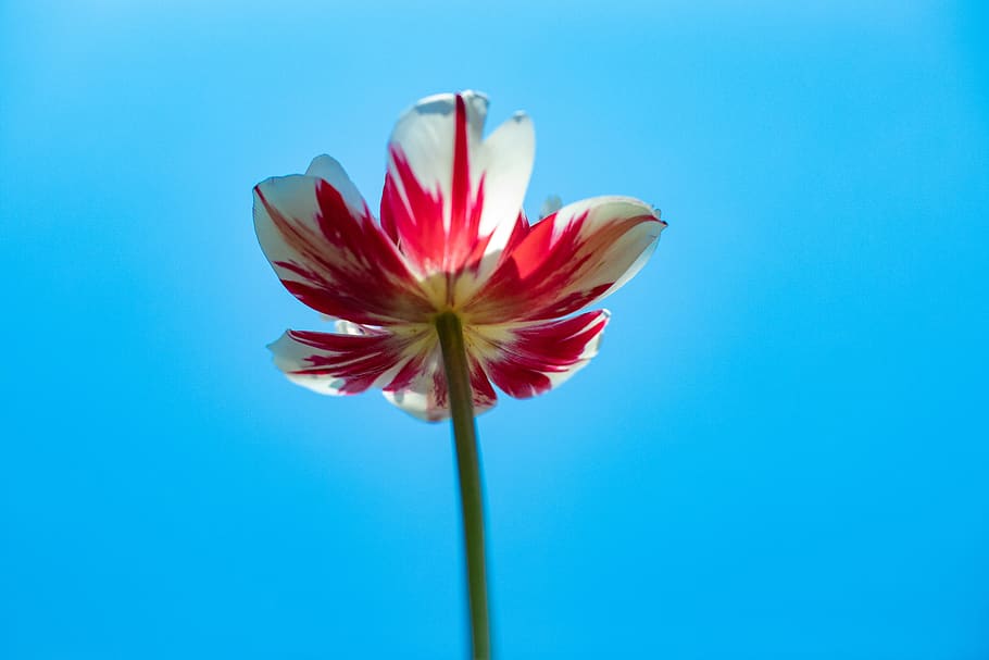 tulip, blue, spring, nature, flower, easter, plant, yellow HD wallpaper