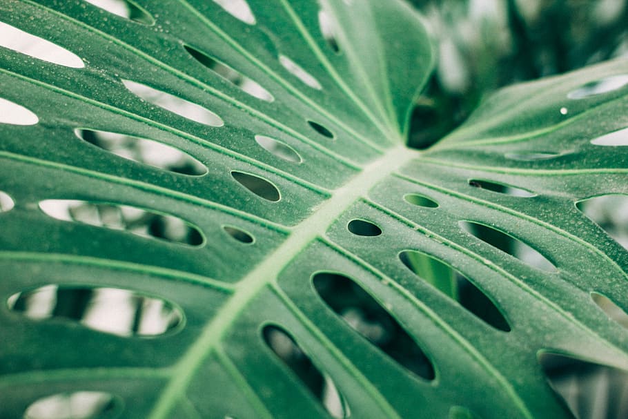 green leaf., closeup photo of green leaf, gren, plant, tropical HD wallpaper