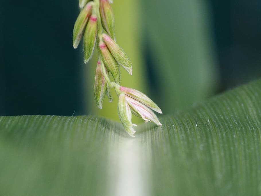 corn, flower, garden, summer, plant, green, thanksgiving, nature HD wallpaper