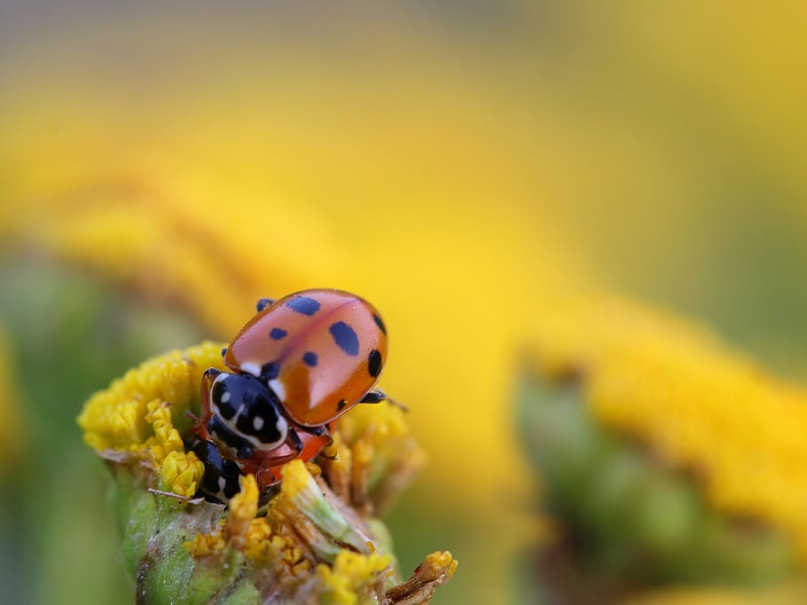 ladybug, beetle, red, pairing, macro, close up, animal, animal wildlife HD wallpaper