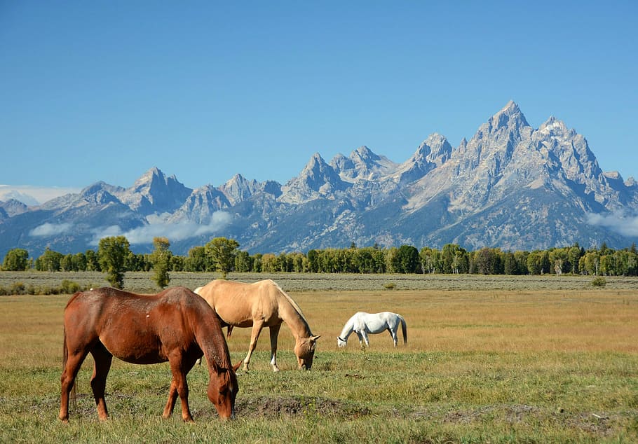Horses Grazing in the Shadow of the Mountains in Grand Teton National Park, Wyoming, HD wallpaper