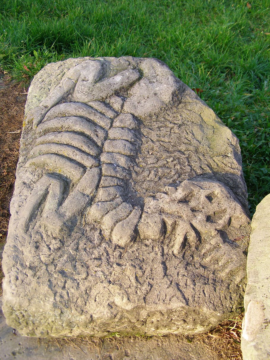 fossil, sculpture, dinosaur, stone, grass, nature, plant, high angle view HD wallpaper
