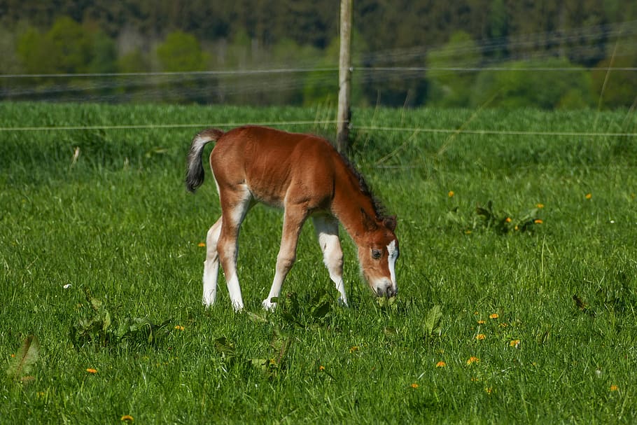 brown and white pony, colt browsing, pony foal, white boots, blaze white